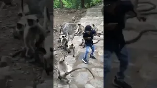 kid gets scared by monkeys saved by his dad  #shorts #monkeys