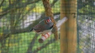 Mon oiseau est libéré dans sa volière !