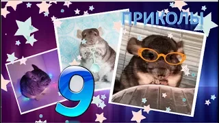 Лучшие приколы про ШИНШИЛЛ! Смешные ШИНШИЛЛЫ! Funny chinchillas❤#9