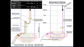 The Spinothalamic Pathway EXPLAINED! | Pain & Temperature