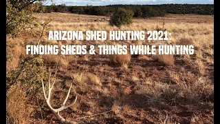 Arizona Shed Hunting 2021: Finding Sheds & Things While Hunting