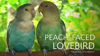 Lovebird's Sounds: Peach-Faced Lovebirds Green Opaline & Sea Green During Midday to Afternoon