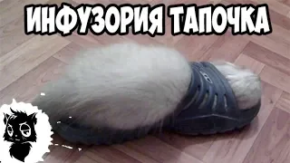 Сильные приколы с котами [Черный кот]