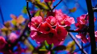 Red japanese quince