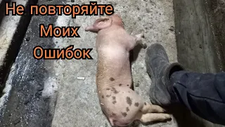 Причина потери поросят!!!! Почему так произошло?  Век жыви - век учись!