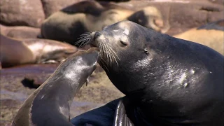 LA COSTA SUMERGIDA - Documental Naturaleza HD 1080p - Grandes Documentales