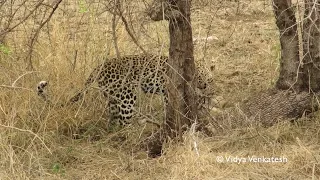 Leopard killing Jackal pup