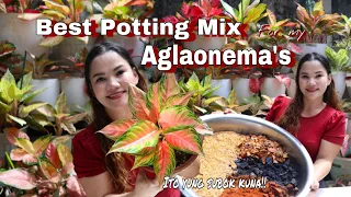 BEST POTTING MIX for AGLAONEMA | Lovekye8