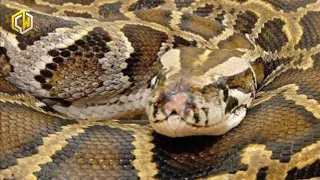 his Woman Sleeps With Her Snake Every Night… Then Doctors Tell Her The Horrifying Truth