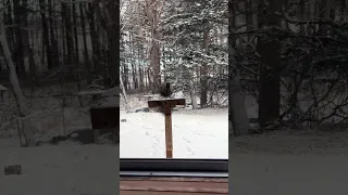 雪の朝 窓際のエゾリス #squirrel  #エゾリス #北海道