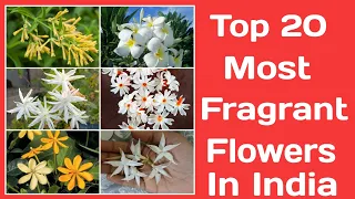 खुशबू से भरे 20 फूलों के पौधे, 20 Best fragrant flower plants in India 2022