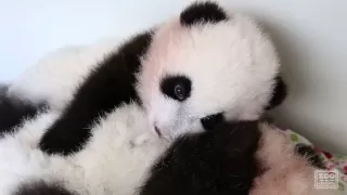 Panda Cubs - "When Your Brother Doesn't Let You Nap"