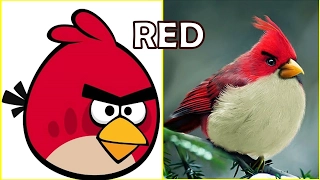 Angry Birds REAL LIFE All Characters [HD] 2017