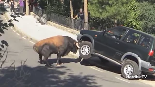 Stier zerstört Auto während Menschen drinne sitzen!!😲😱