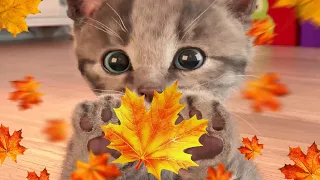 Little Kitten Preschool Adventure Educational Games -Play Fun Cute Kitten Pet Care Gameplay ios #480