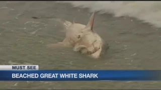 Great white shark trapped on beach, and causing a scene