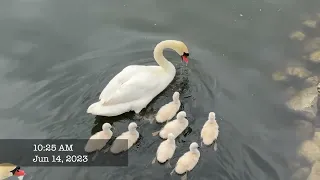 Swans day 17