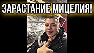 Как зарастает Мицелий Шампиньонов! Покровный слой!  Часть 1.