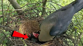 Crow is doing something under the babies @AnimalsandBirds107