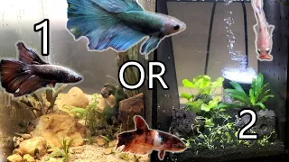 Two NEW Divided Betta Aquariums