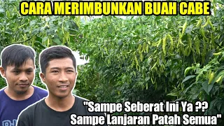 CARA AGAR CABE RAWIT BERBUAH BANYAK DAN LEBAT | CARA MENANAM CABE