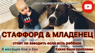 Стаффордширский терьер VS Младенец. какие были проблемы