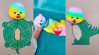 Tik Tok Chó Phốc Sóc Mini 😍 Funny and Cute Pomeranian #175