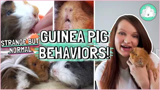 10 Strange Guinea Pig Behaviors for All Piggie Owners! Is That Normal?!