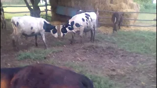 10.08.2021 Симимісячні телята🐂🐄🐃 умови утримання,раціон