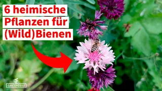 6 heimische Pflanzen für Wildbienen - Die wachsen auch in deinem Garten!