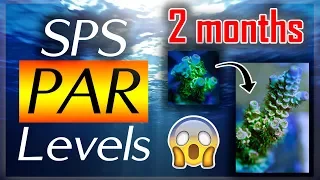 SPS Reef Tank Lighting PAR Levels!