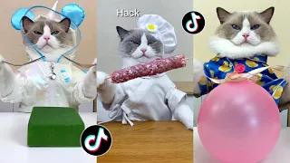 That Little Puff | Cats Make Food 😻 | Kitty God & Others | TikTok 2024 #50