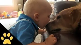 Cute Dogs And Adorable Babies: Funny Compilation