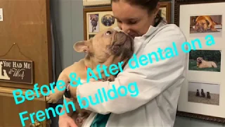 French bulldog with infected teeth