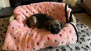 A new addition to the family - bringing a second border terrier puppy home 💗