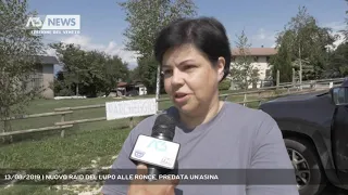 13/08/2019 | NUOVO RAID DEL LUPO ALLE RONCE, PREDATA UN'ASINA