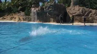 Шоу дельфинов в Лоро-парке на Тенерифе.