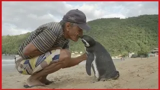The story of an incredible friendship between an old man and a penguin