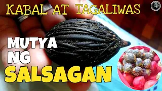 MUTYA NG SALSAGAN | AGIMAT PARA HINDI TABLAN NG ITAK | Bhes Tv