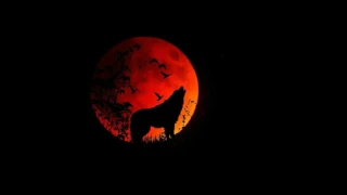 Wolf Howling - Best Quality Audio