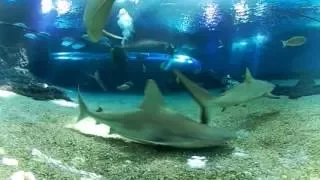 How many sharks can you see in the Maui Ocean Center Open Ocean Tank?