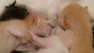 Rescue Mother Cat Lost One Of Her Newborn Kitten || Funny Fight Between Newborn Kittens ||
