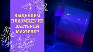 КАК ВЫДЕЛИТЬ ПЛАЗМИДУ ИЗ БАКТЕРИАЛЬНОЙ КЛЕТКИ 🧫 // БИОЛОГИЯ ВМЕСТЕ