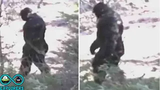 Footage Of A Bigfoot In Idaho, USA | Authentic Footage Of A Bigfoot | Real or Fake?