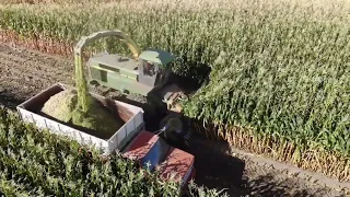 Cow Chow Corn Chopping