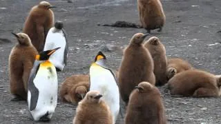 Penguin Freak Out!!!