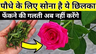 Best homemade fertilizer for rose plant.Best fertilizer for plants.Rose plant growing tips.