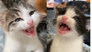 TikTok Kittens Compilation 2021 ... Blue Eyes and Meow Meow..... |Aww Pets