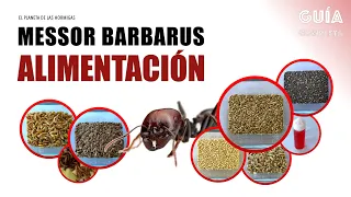 ALIMENTACIÓN DE HORMIGAS MESSOR BARBARUS - GUÍA COMPLETA - EL PLANETA DE LAS HORMIGAS