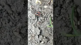 Черные садовые муравьи(lasius niger) против Солдатика(клоп-солдатик) / жук против муравьев